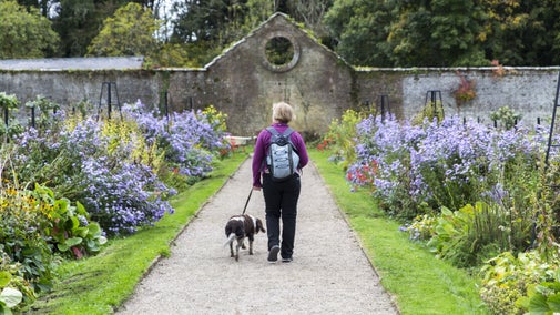 Dog walking in the grounds at Florence Court, County Fermanagh, Northern Ireland.